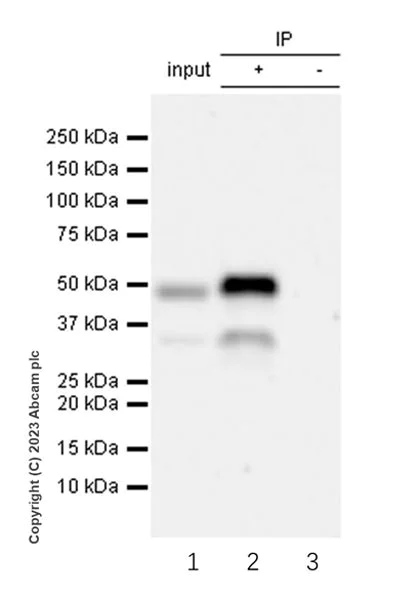 Immunoprecipitation - Anti-Deptor antibody [EPR26159-220] - BSA and Azide free (AB309532)