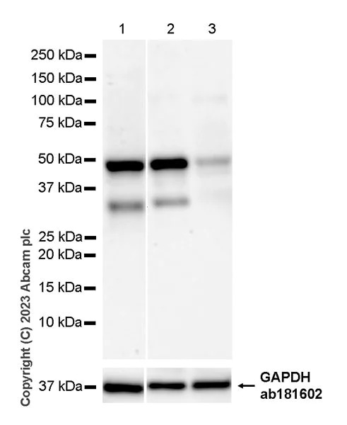 Western blot - Anti-Deptor antibody [EPR26159-220] - BSA and Azide free (AB309532)