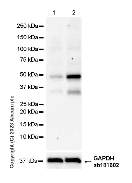 Western blot - Anti-Deptor antibody [EPR26159-220] - BSA and Azide free (AB309532)