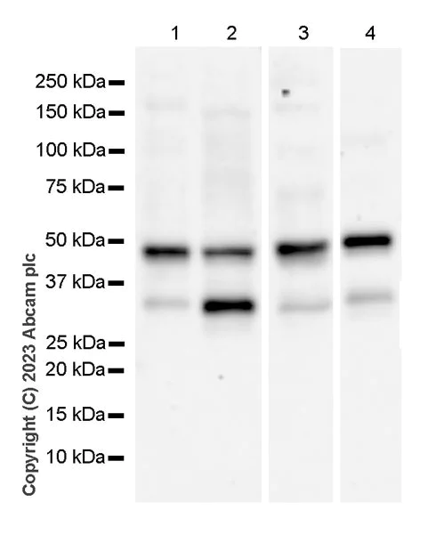 Western blot - Anti-Deptor antibody [EPR26159-220] - BSA and Azide free (AB309532)