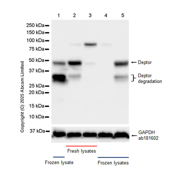 Western blot - Anti-Deptor antibody [EPR30295-507] (AB324271)