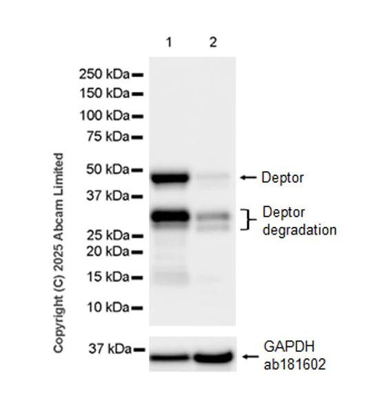 Western blot - Anti-Deptor antibody [EPR30295-507] (AB324271)