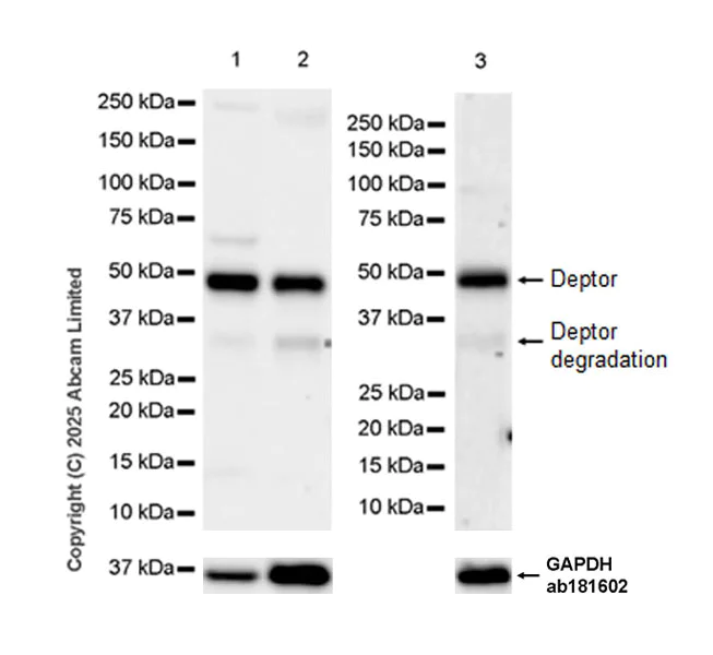 Western blot - Anti-Deptor antibody [EPR30295-507] (AB324271)