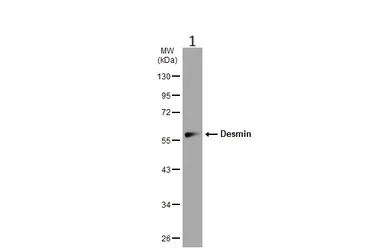 Western blot - Anti-Desmin antibody (AB227224)