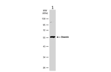 Western blot - Anti-Desmin antibody (AB227224)