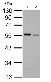 Western blot - Anti-Desmin antibody (AB227224)