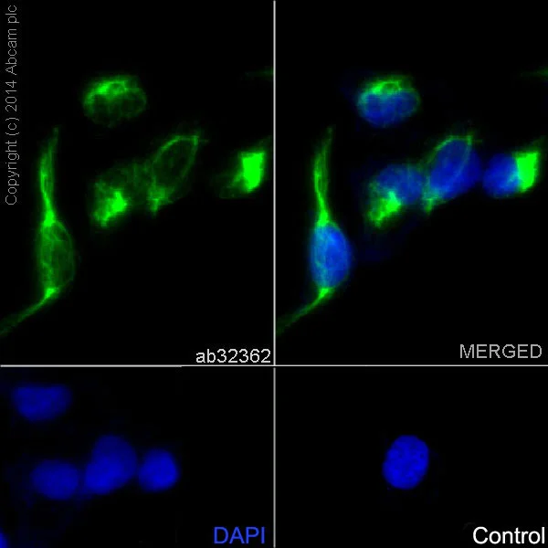 Immunocytochemistry/ Immunofluorescence - Anti-Desmin antibody [Y66] - BSA and Azide free (AB271829)