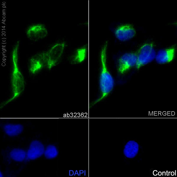 Immunocytochemistry/ Immunofluorescence - Anti-Desmin antibody [Y66] - Cytoskeleton Marker (ab32362), expandable thumbnail