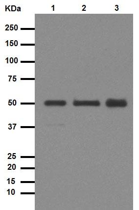 Western blot - Anti-Desmin antibody [Y66] - Cytoskeleton Marker (AB32362), expandable thumbnail