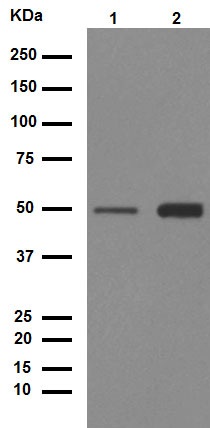 Western blot - Anti-Desmin antibody [Y66] - Cytoskeleton Marker (ab32362), expandable thumbnail
