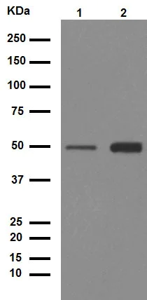 Western blot - Anti-Desmin antibody [Y66] - Cytoskeleton Marker (AB32362)