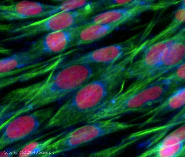Anti-Desmin antibody [Y66] - Low endotoxin, Azide free