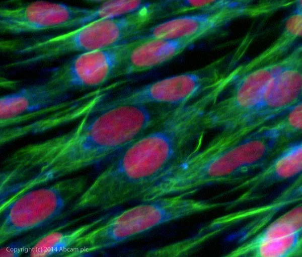 Immunocytochemistry/ Immunofluorescence - Anti-Desmin antibody [Y66] - Low endotoxin, Azide free (AB216616)