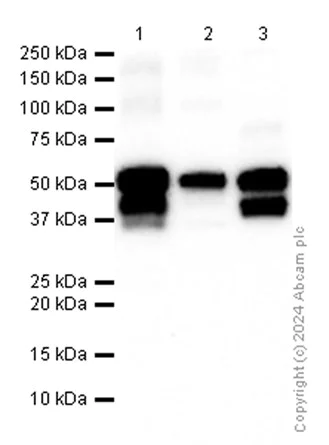Western blot - Anti-Desmin antibody [Y66] - Low endotoxin, Azide free (AB216616)