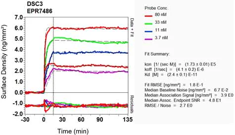 OI-RD Scanning - Anti-Desmocollin 3 antibody [EPR7486] - BSA and Azide free (AB248176)