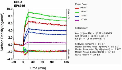 OI-RD Scanning - Anti-Desmoglein 1/DSG1 antibody [EP6765] - BSA and Azide free (AB284807), expandable thumbnail