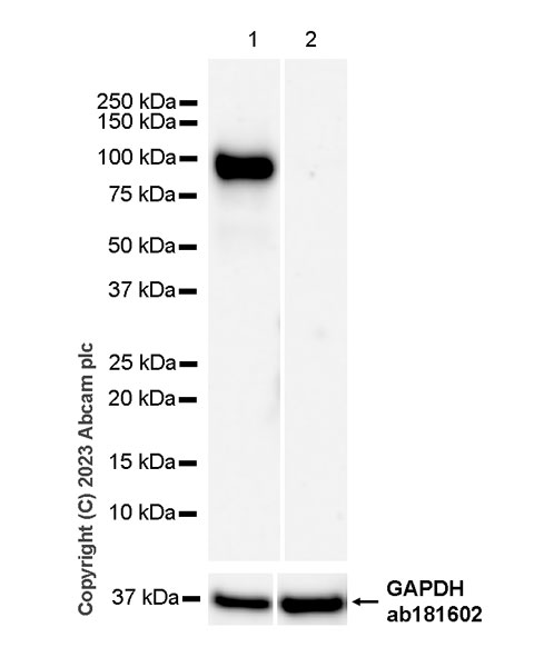 Western blot - Anti-Desmoglein 2/DSG2 antibody [EPR26639-18] - BSA and Azide free (AB315449), expandable thumbnail