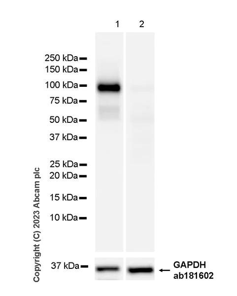 Western blot - Anti-Desmoglein 2/DSG2 antibody [EPR26639-18] - BSA and Azide free (AB315449)
