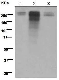 Western blot - Anti-Desmoplakin antibody [EPR4383(2)] - BSA and Azide free (AB247866)