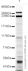 Western blot - Anti-Desmoplakin I+II antibody (AB71690)