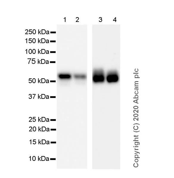 Western blot - Anti-Detyrosinated alpha Tubulin antibody [AA12] - BSA and Azide free (AB255906)
