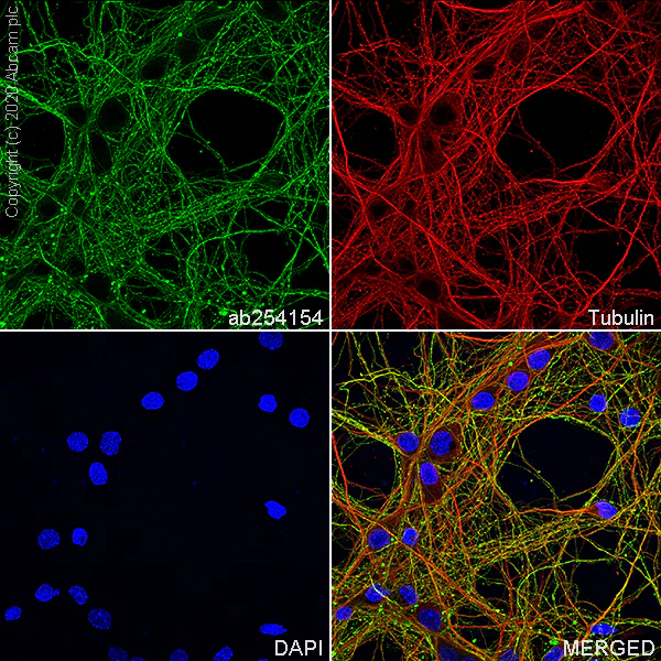 Immunocytochemistry/ Immunofluorescence - Anti-Detyrosinated alpha Tubulin antibody [AA12] - Loading Control (AB254154)