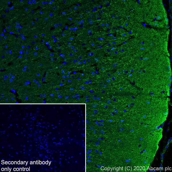 Immunohistochemistry (Frozen sections) - Anti-Detyrosinated alpha Tubulin antibody [AA12] - Microtubule Marker (AB254154), expandable thumbnail