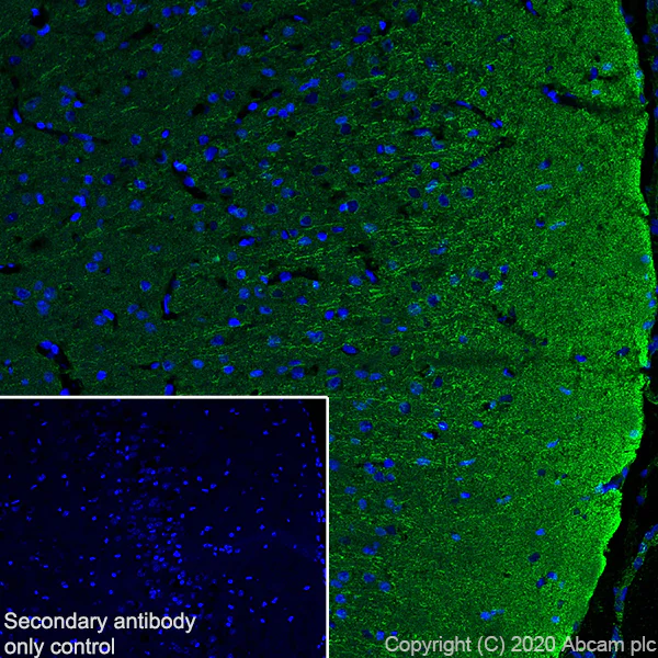 Immunohistochemistry (Frozen sections) - Anti-Detyrosinated alpha Tubulin antibody [AA12] - Loading Control (AB254154)
