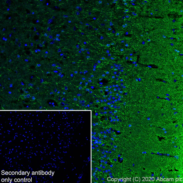 Immunohistochemistry (Frozen sections) - Anti-Detyrosinated alpha Tubulin antibody [AA12] - Loading Control (AB254154)