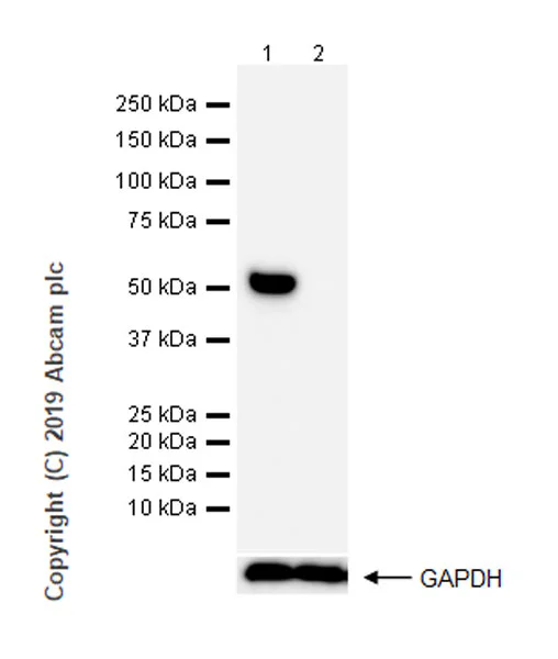 Western blot - Anti-Detyrosinated alpha Tubulin antibody [AA12] - Loading Control (AB254154)