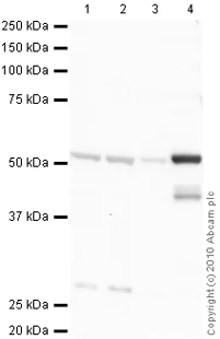 Western blot - Anti-Detyrosinated alpha Tubulin antibody - Loading Control (AB48389)