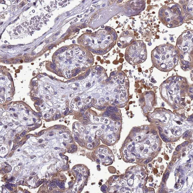 Immunohistochemistry (Formalin/PFA-fixed paraffin-embedded sections) - Anti-Dexras1 antibody (AB251924)
