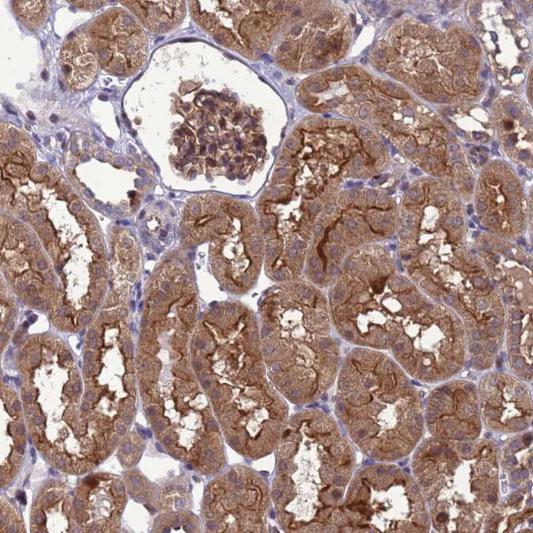 Immunohistochemistry (Formalin/PFA-fixed paraffin-embedded sections) - Anti-Dexras1 antibody (AB251924)