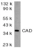 Western blot - Anti-DFFB/CAD antibody (AB8401)