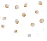 Immunocytochemistry/ Immunofluorescence - Anti-DFFB/CAD antibody (AB8408)