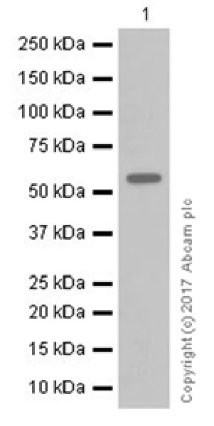 Western blot - Anti-DFNA5/GSDME antibody [EPR19859-60] - C-terminal (AB221843), expandable thumbnail