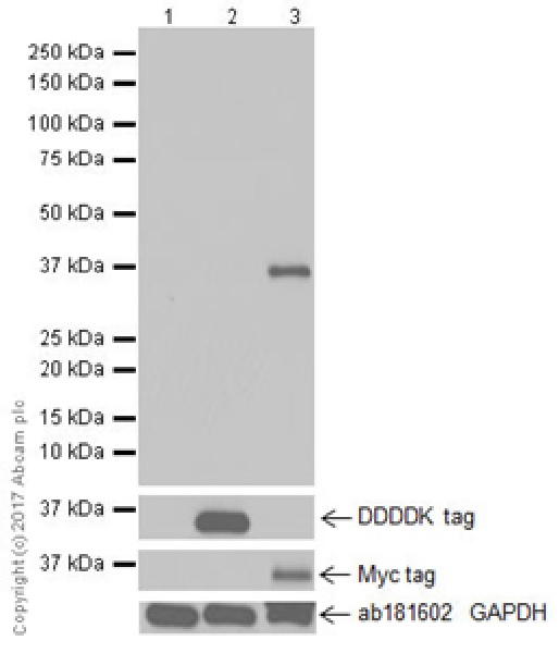 Western blot - Anti-DFNA5/GSDME antibody [EPR19859-60] - C-terminal (AB221843), expandable thumbnail