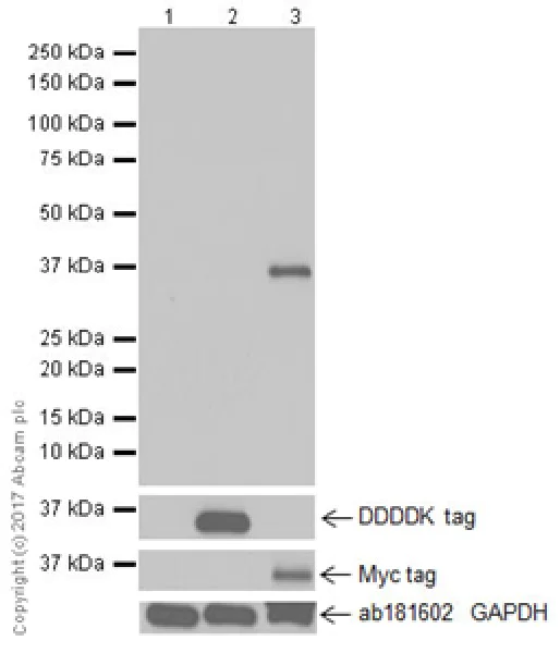 Western blot - Anti-DFNA5/GSDME antibody [EPR19859-60] - C-terminal (AB221843)