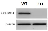 Western blot - Anti-DFNA5/GSDME antibody [EPR19859] - BSA and Azide free (AB223877)
