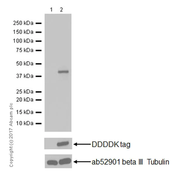 Anti-DFNA5/GSDME antibody - N-terminal [EPR19859] (ab215191