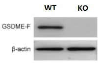 Western blot - Anti-DFNA5/GSDME antibody [EPR19859] - N-terminal (AB215191)