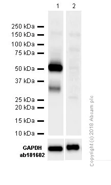 ma5ページ Anti-DFNA5/GSDME antibody - N-terminal [EPR19859] (ab215191