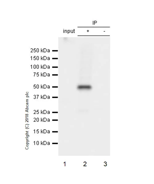 Immunoprecipitation - Anti-DGAT1 antibody [EPR13430-4] - BSA and Azide free (AB240250)