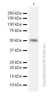 Western blot - Anti-DGAT1 antibody [EPR13430-4] - N-terminal (AB181180)