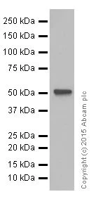Western blot - Anti-DGAT1 antibody [EPR13430] - BSA and Azide free (AB250080)