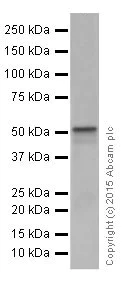 Western blot - Anti-DGAT1 antibody [EPR13430] - BSA and Azide free (AB250080)