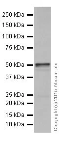 Western blot - Anti-DGAT1 antibody [EPR13430] - BSA and Azide free (AB250080)