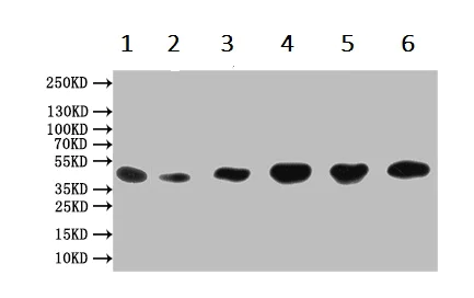 Western blot - Anti-DGAT2 antibody (AB237613)