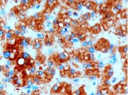 Immunohistochemistry (Formalin/PFA-fixed paraffin-embedded sections) - Anti-DGAT2 antibody (AB59493)