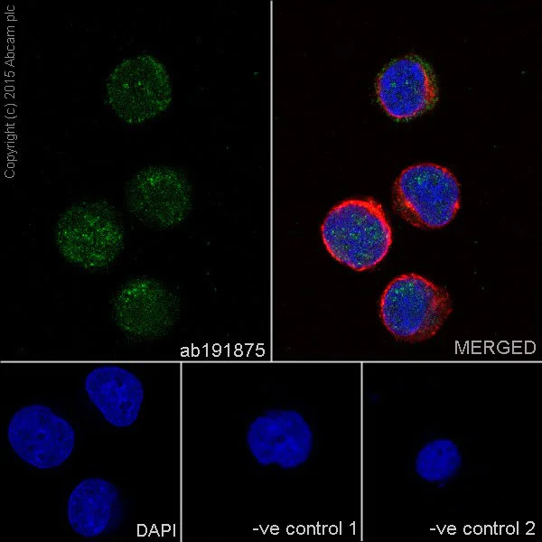 Immunocytochemistry/ Immunofluorescence - Anti-DGCR8 antibody [EPR18757] (AB191875)
